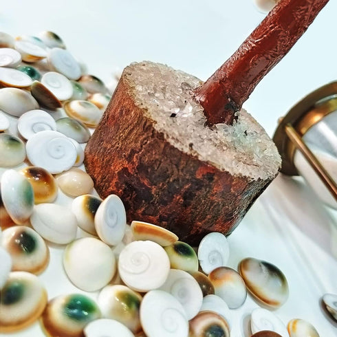 Pushkar Rudraksha Gomti Chakra Tree